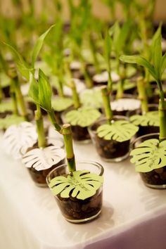 there are many plants in small glass cups