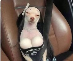 a dog sitting in the back seat of a car with its head sticking out and her eyes closed