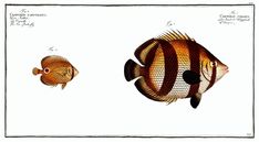 two different types of fish are shown in this drawing