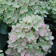 green and pink flowers growing in the garden