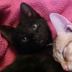 two kittens laying next to each other on a pink blanket