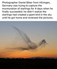 a flock of birds flying in the sky at sunset or dawn with caption about photographer daniel biber from hirlingen, germany