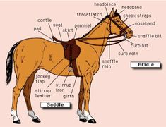 the parts of a horse's body, including its names and their corresponding features