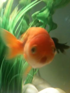 a goldfish in an aquarium looking at the camera