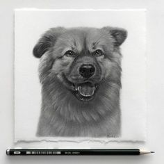 a pencil drawing of a dog's face