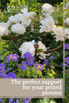 the perfect support for your prized peonies is on display in this postcard