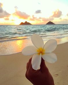 a person holding a flower in front of the ocean at sunset with mountains in the background