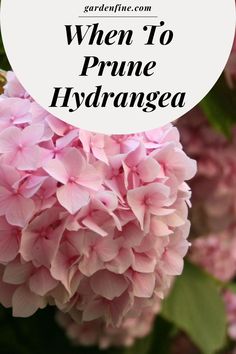 pink flowers with the words when to prune hydrangea