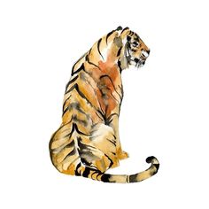 Sitting Tiger I Poster Print - Jennifer Goldberger-VARPDX163738Z Image 1 Tiger Sitting, Art Tigre, Watercolor Tiger, Tiger Shroff, Tiger Art, Shop Watercolor, Watercolor Animals, Fine Arts Posters, Featured Artist