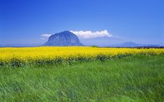 a field full of green grass and yellow flowers under a blue sky with a mountain in the background