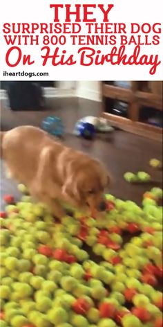 there is a dog that is playing with tennis balls