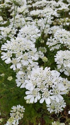 some white flowers are growing in the grass