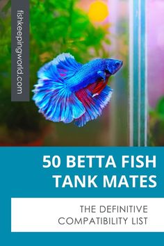 the book cover for 50 betta fish tank mates, which includes an image of a blue