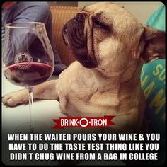 a dog sitting next to a glass of wine with the caption drink toronto when the water pours your wine & you have to do the taste test thing like you didn't