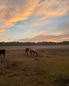 three horses graze in an open field at sunset