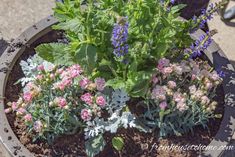 Planting Containers: The No-Fail Method For Making Beautiful Containers Dusty Miller Container, How To Plant Flowers, Front Yard Curb Appeal, Planting Containers, Gardening Containers, Fine Gardening Magazine