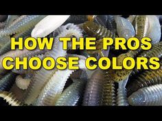 the words how the pros choose colors in front of an image of shrimp and worms