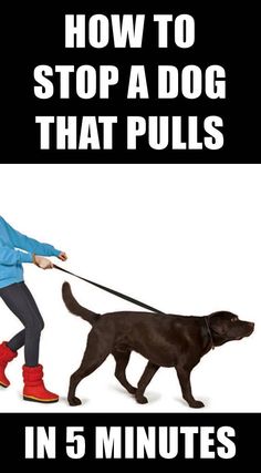 a woman walking her dog on a leash with the caption how to stop a dog that pulls in 5 minutes