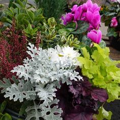 many different types of plants in pots on a table with purple and white flowers behind them