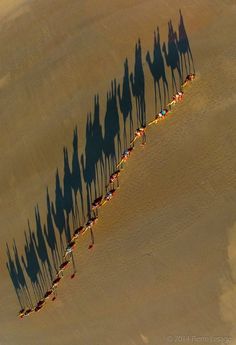 an aerial view of several people riding camels in the desert with long shadows on the sand