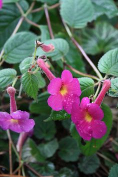 some pink flowers with green leaves and water droplets