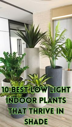 some plants that are sitting on top of a table with the words 10 best low light indoor