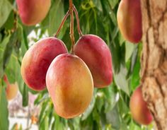 three mangoes hanging from a tree with green leaves and brown branches in the background