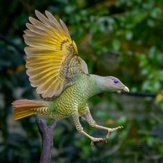 a green and yellow bird with its wings spread out on top of a tree branch