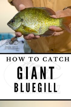 a man holding a fish in his hands and the caption reads how to catch giant bluegill