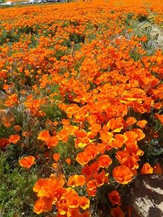 a field full of orange flowers with cars in the background