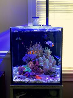 an aquarium with fish and corals in it