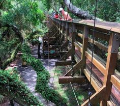 people are riding on a rope bridge in the forest