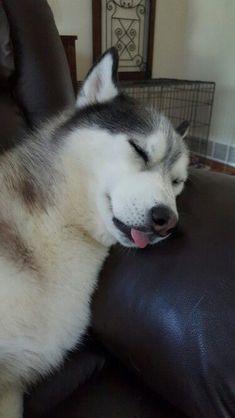 a husky dog laying on top of a leather couch