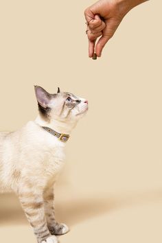 a small white and gray cat standing next to a person's hand reaching for it