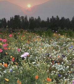 a field full of flowers with the sun setting in the distance behind them and mountains