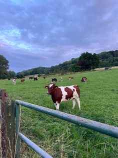 a herd of cattle grazing on a lush green field next to a metal barbwire fence