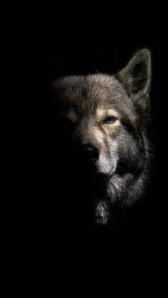 a close up of a dog's face in the dark