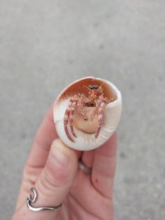 a hand holding an egg shell with a crab inside