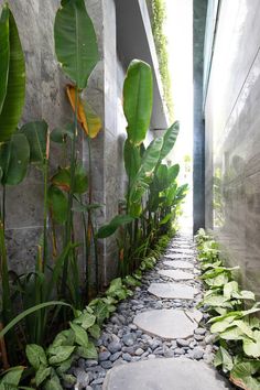 a stone path between two buildings with plants growing on the sides and in between them