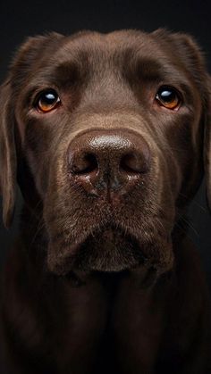 a close up of a brown dog's face