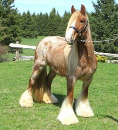 a brown and white horse standing on top of a lush green field