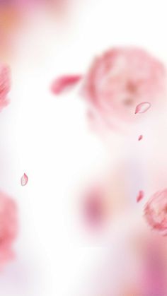 pink flowers are floating in the air on a white and pink background with water droplets