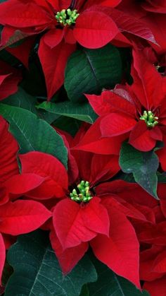 red poinsettia flowers with green leaves in the foreground