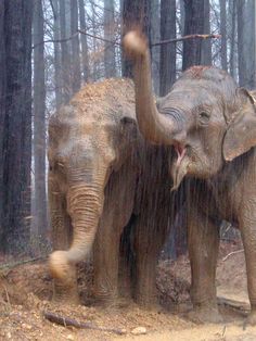 two elephants standing next to each other in the woods