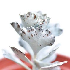 a white flower with brown spots on it's petals is in a red vase