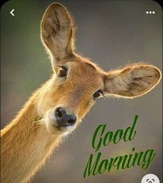 a deer with the words good morning on it