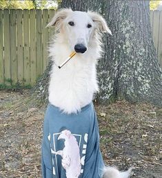 Borzoi Dog, Narrow Hips, Long Neck, Name It