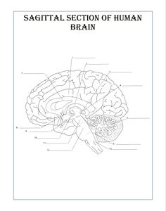 the sagital section of human brain is shown in black and white, as well as