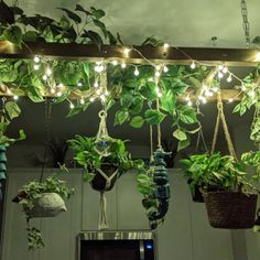 some plants are hanging from the ceiling with lights on them and there is no image here to provide a caption for