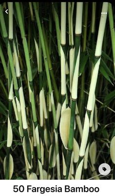 some very tall green plants with white stems